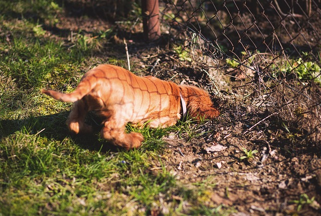 How to Stop Puppy's Random Digging