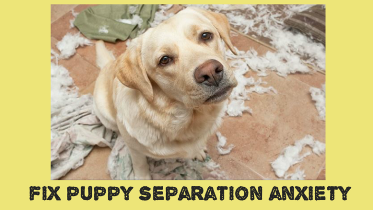 Fix-Puppy-Separation-Anxiety