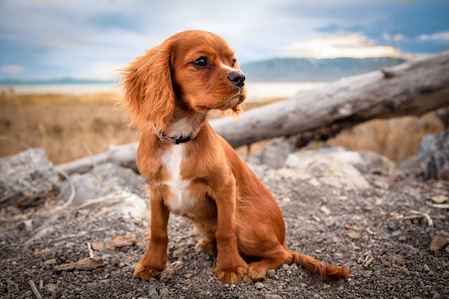 The key to a pleasant initial puppy training is consistency and respect.