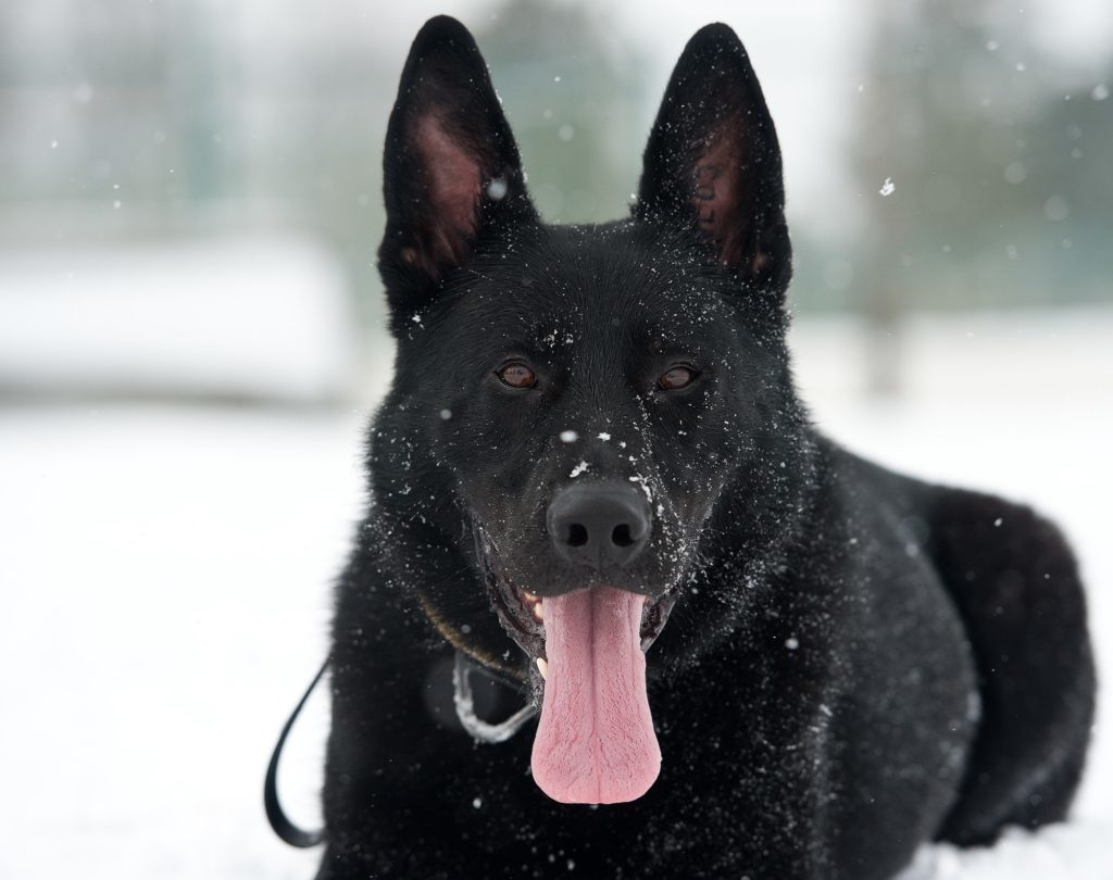 Dog Lying Down_Dog Training 101 Basic Commands