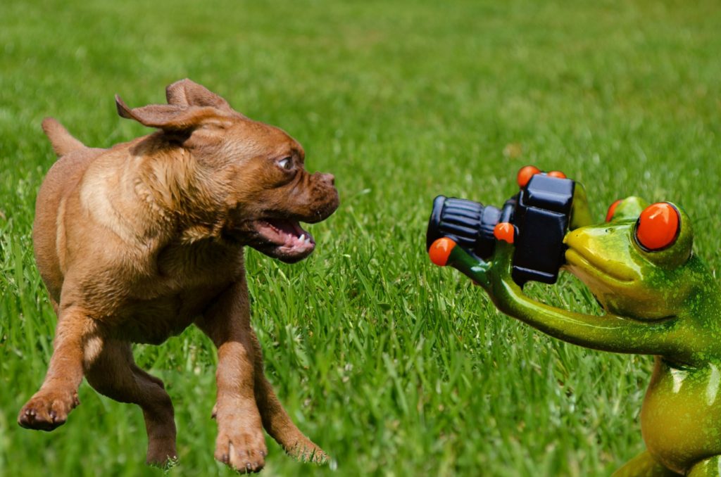 Playing to reduce Puppy-Separation-Anxiety