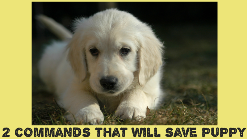 2-basic-commands-that-will-save-puppy