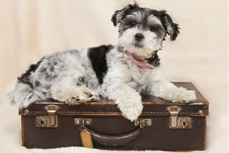 Air travel with puppy