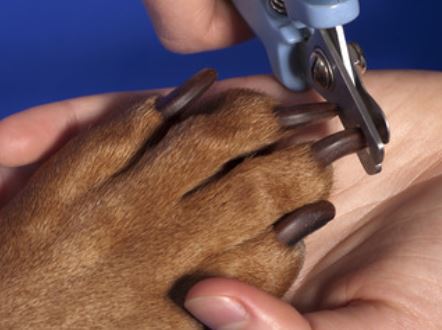 Clipping-dog-toenail