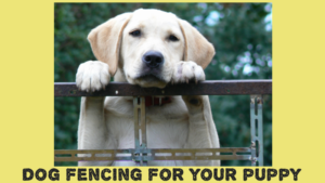 Dog-Fencing-For-Your-Puppy