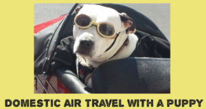 Domestic-Air-Travel-with-a-Puppy