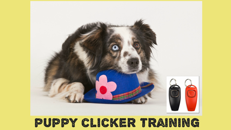 Handheld Puppy Clicker Training Aids