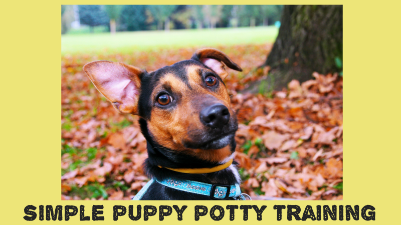 Simple-Puppy-Potty-Training