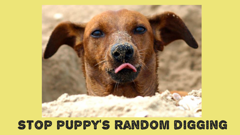 Stop Puppy's Random Digging