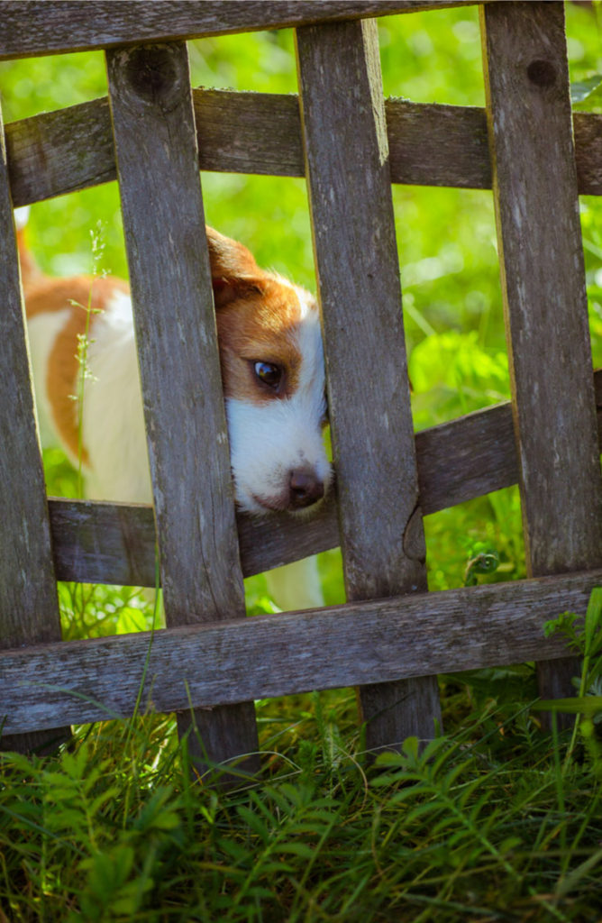 Dog-fencing-for-puppies