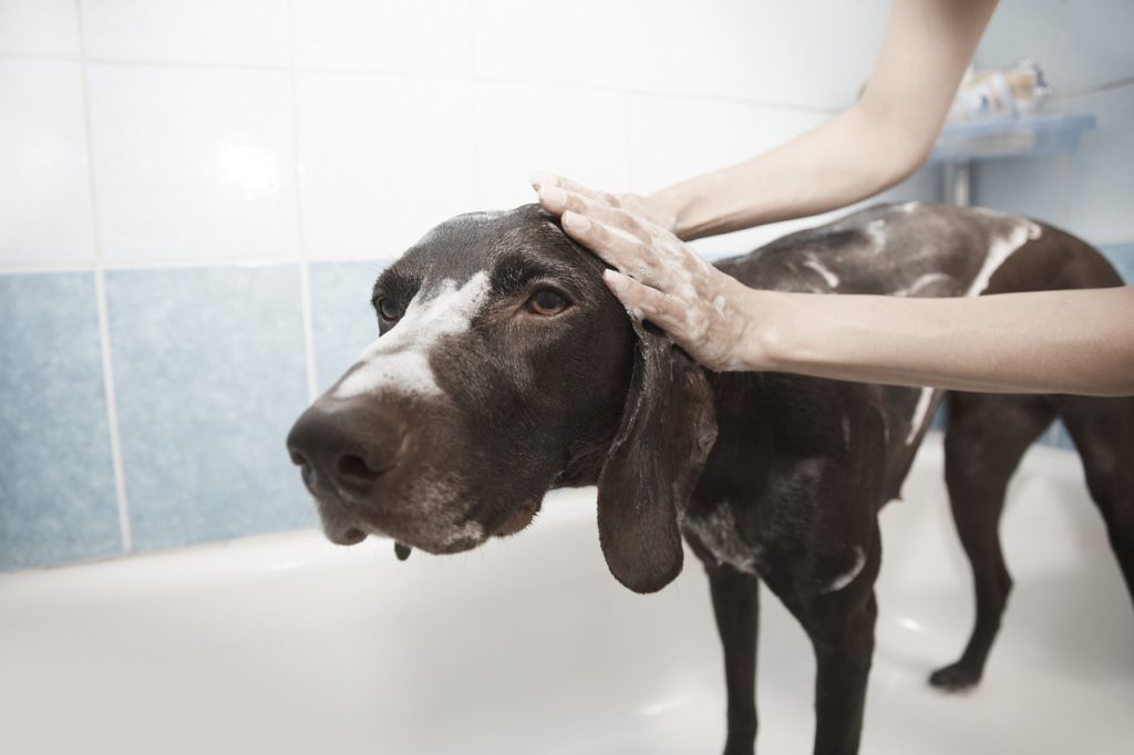 Pre-grooming-dog-being-washed